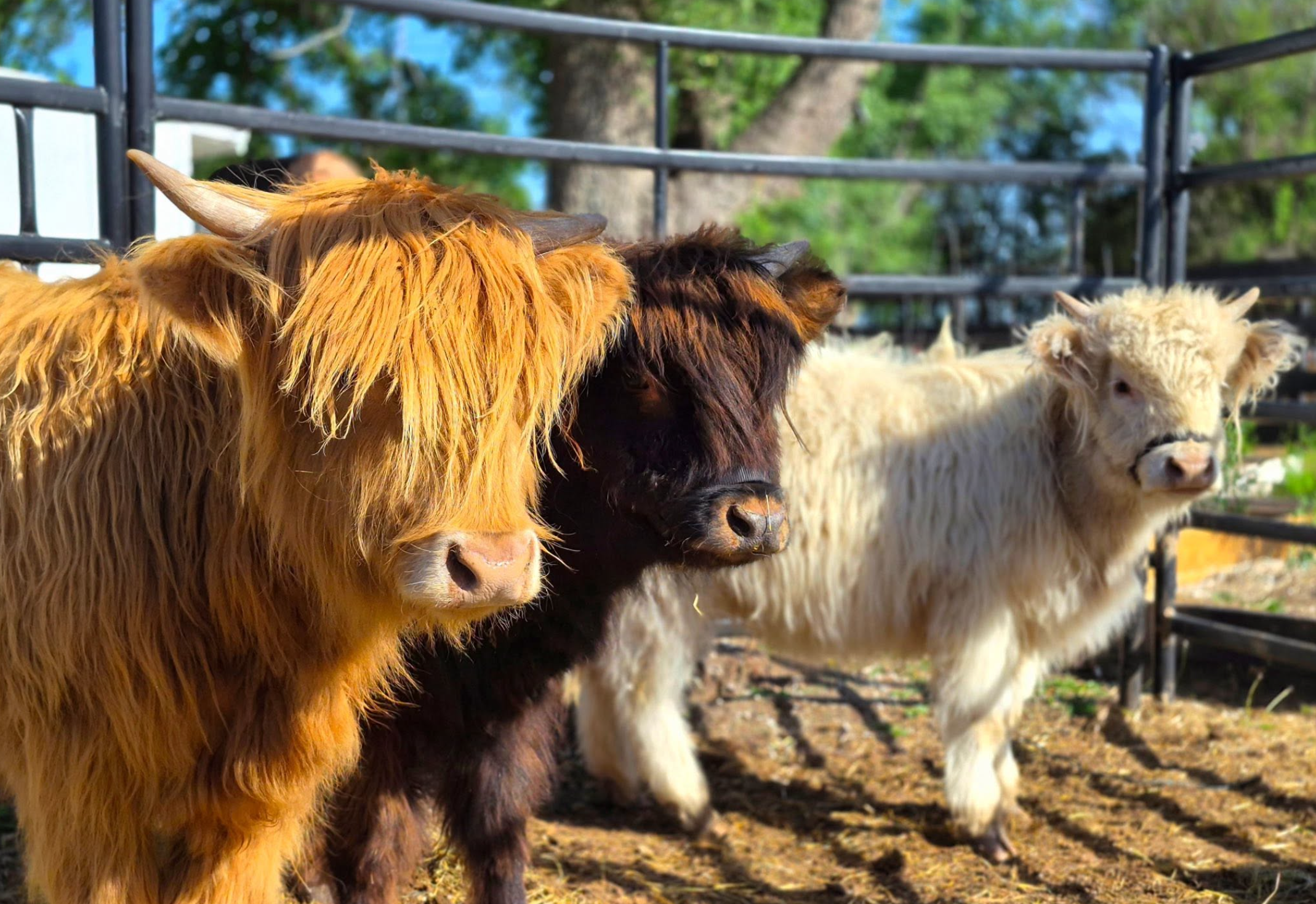 Highland cattle at Diamond Springs Ranch